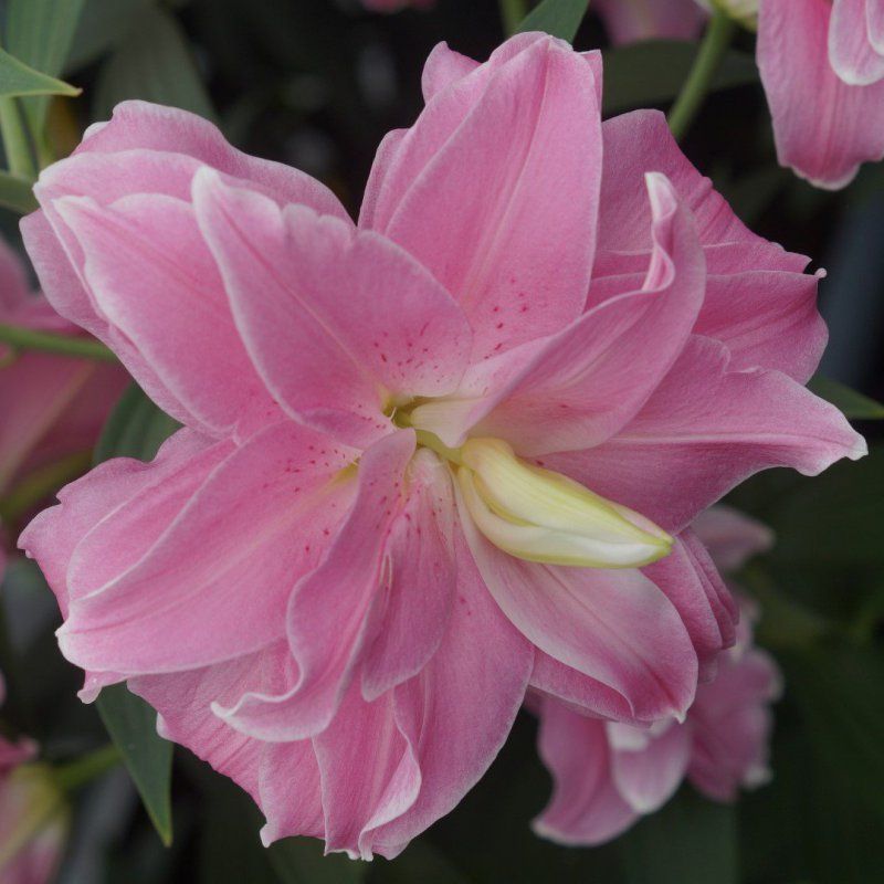 Lilium Oriental 'Lotus Joy'